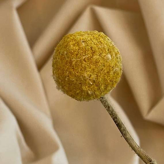 Tørrede blomsten Craspedia i gul - 1 stk zommed
