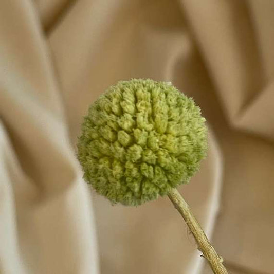 Tørrede blomsten craspedia i en grøn farve zoomed ind
