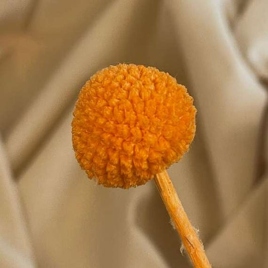 Tørrede blomsten craspedia i orange - 1 stk